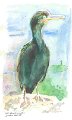 Oiseaux de mer